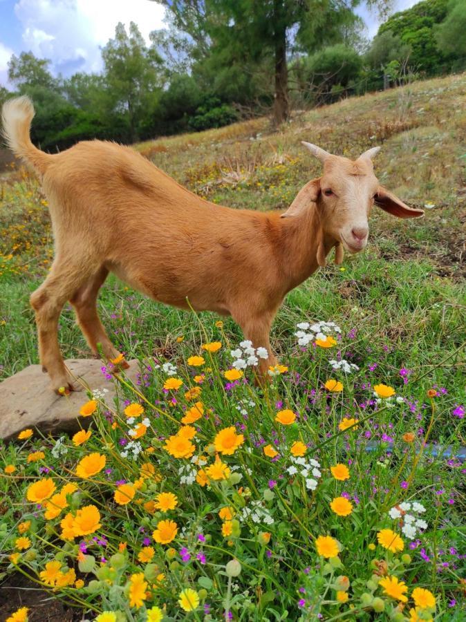 Complejo Rural Del Molino Dorado Villa ฟาซินาส ภายนอก รูปภาพ